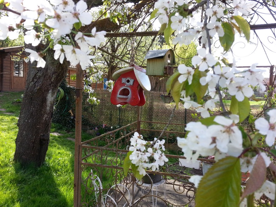 Les cerisiers sont en fleur au Gite en Alsace